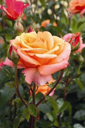 Роза чайно-гибридная Черри Бренди | Троянда чайно-гібридна Черрі Бренді  | Hybrid tea rose Cherry Brandy